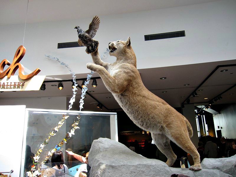 Cougar and Pheasant at Science World