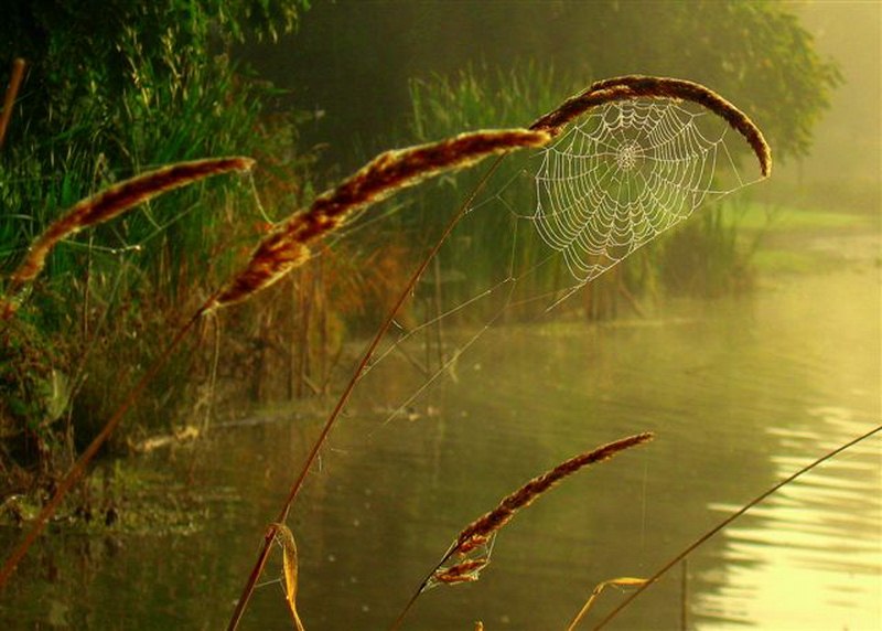 Stanley Park Spiders web pond
