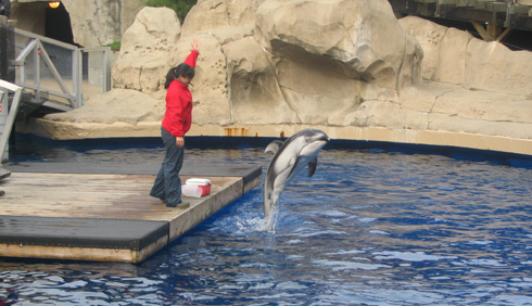 Vancouver aquarium Dolphin