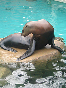 Vancouver aquarium seal