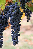 grapes on vine at a vancouver winery