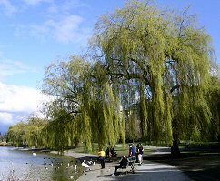 view of Stanley Park in the spring